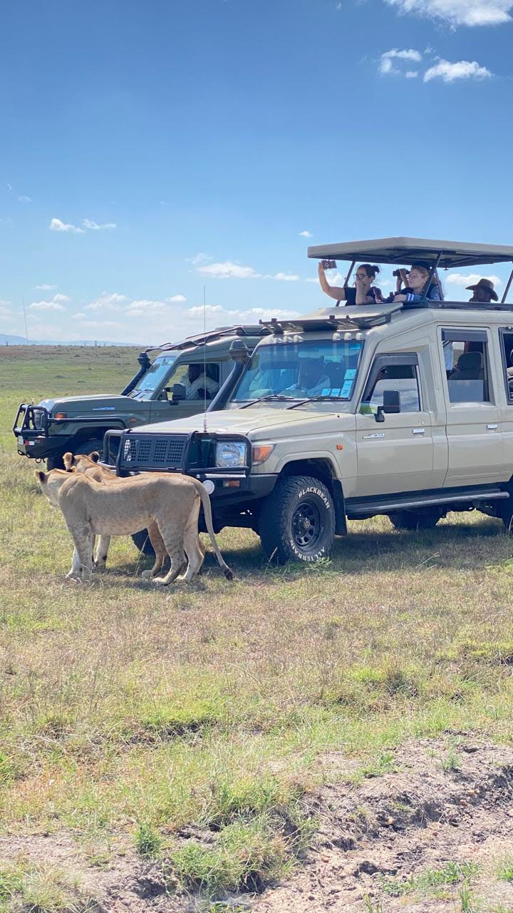 Lion Maasai Mara